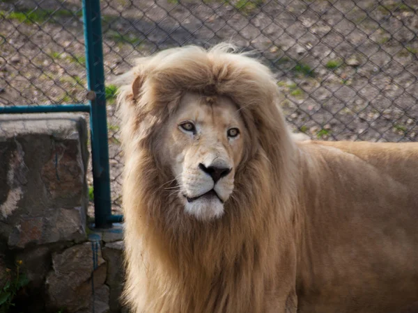 Adult male lion - looking — Stock Photo, Image