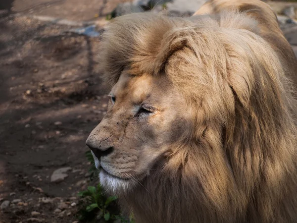 Lion with big mane resting - head closeup — Stock Photo, Image