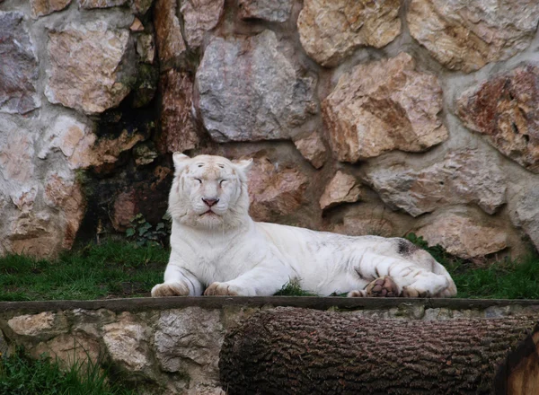 White tigress resting by the rockwall — Stock Photo, Image