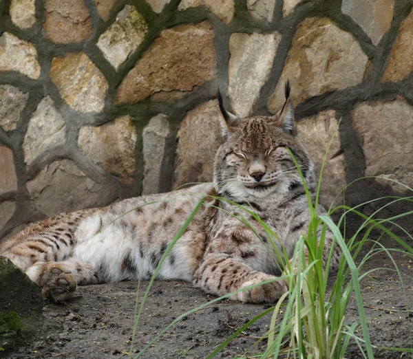 Gato lince descansando junto al muro de piedra — Foto de Stock