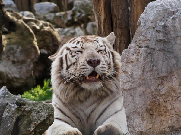 White Bengal tiger yawning — Stock Photo, Image