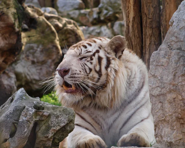 Sleepy white bengal tiger — Stock Photo, Image