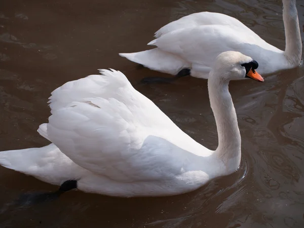 Twee witte zwanen zwemmen naast elkaar — Stockfoto