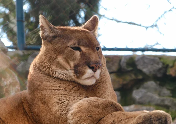 Puma lying and resting — Stock Photo, Image
