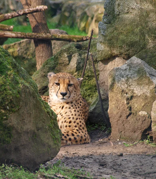 Cheetah resting by the rocks — Stock Photo, Image