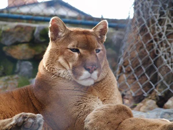 Cougar portrait shot — Stock Photo, Image