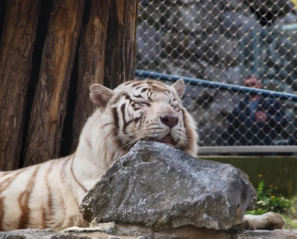 White Bengal tiger sleeping by the rock — Stock Photo, Image