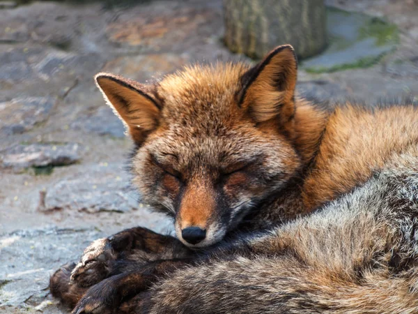 Μικρή κόκκινη αλεπού που κοιμάται — Φωτογραφία Αρχείου