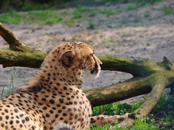 Beautiful cheetah resting by the branch — Stock Photo, Image