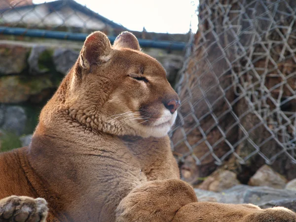 Puma chilling out in a zoo — Stock Photo, Image