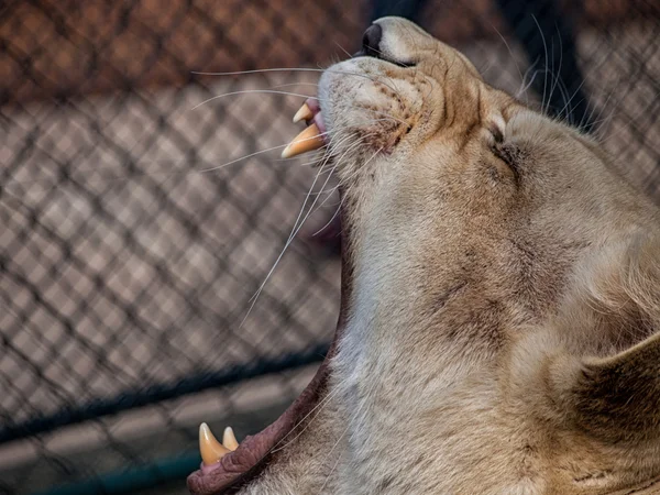 Lioness - wide opened mouth — Stock Photo, Image