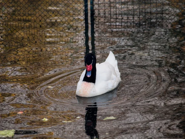 Labuť černokrká, koupání v rybníce - pohled zepředu — Stock fotografie