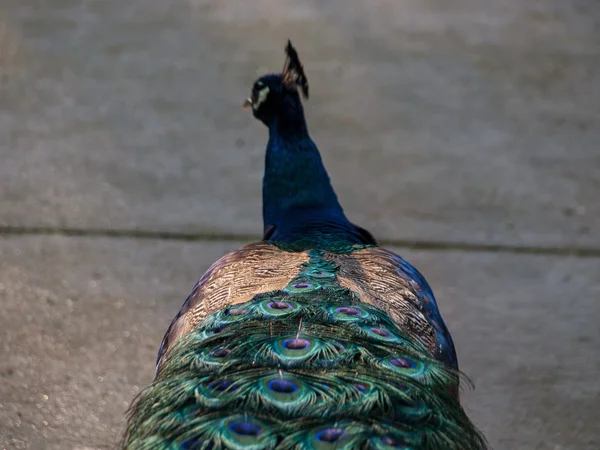 Bellas plumas de pavo real - iluminación de hora mágica — Foto de Stock