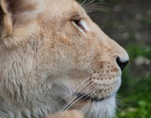 White lioness profile closeup shot — Stock Photo, Image