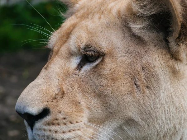 Zbliżenie Biała lwica strzał — Zdjęcie stockowe
