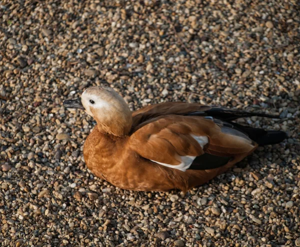 Çakıl taşları üzerinde oturan ördek güvercin — Stok fotoğraf