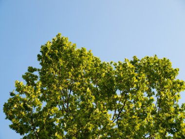 Parlak yeşil akçaağaç treetop