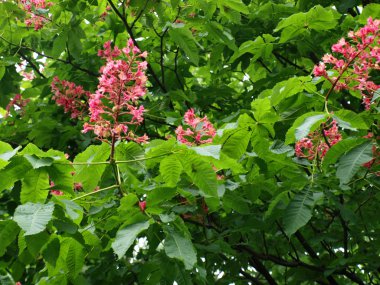 Güzel bahar kestane ağacı dalı üzerinde pembe çiçekler