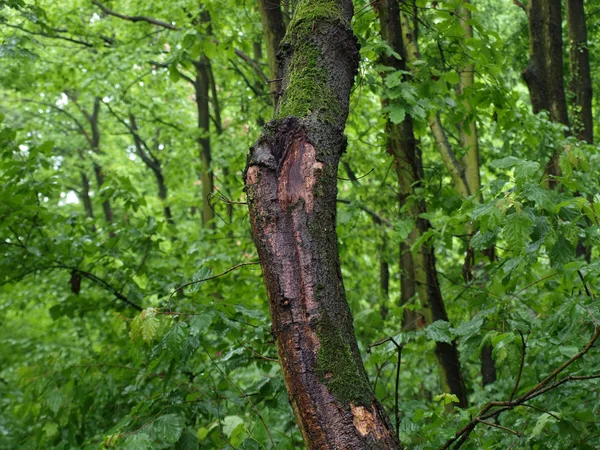 Wet tree bark - small tree — Stock Photo, Image
