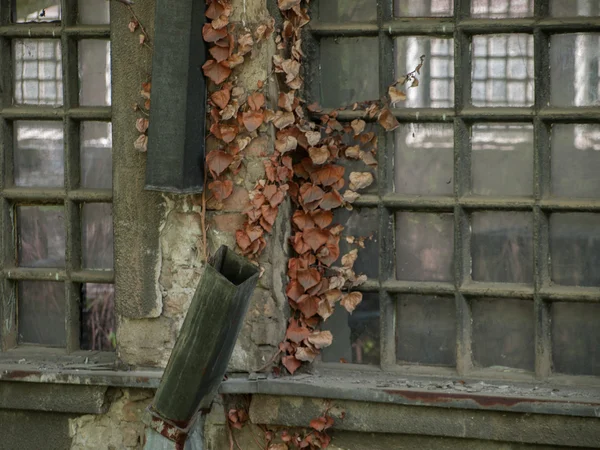 Folhas secas e tubos de drenagem quebrados em janelas de fábrica sujas — Fotografia de Stock