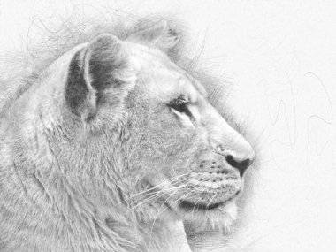 Beyaz dişi aslan kalem kroki - profil atış