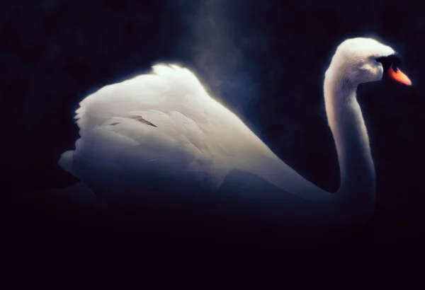 Cisne blanco - iluminación épica sobre fondo negro — Foto de Stock