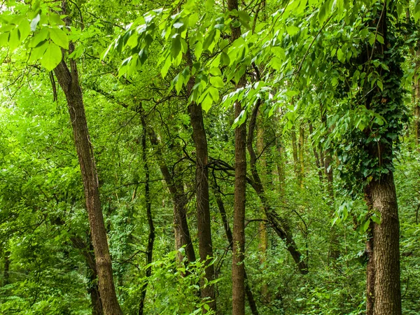 Молодые зеленые деревья в старых форелях — стоковое фото