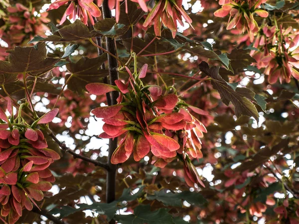 Rote Ahornsamen in der Baumkrone — Stockfoto