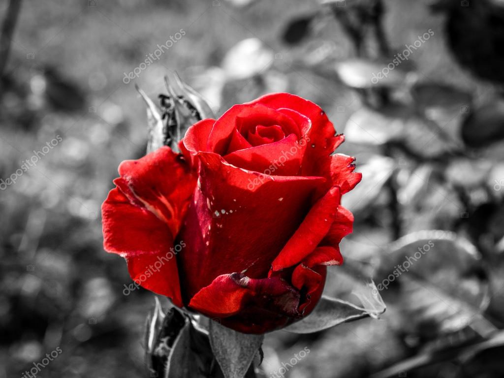 Beautiful Red Rose On Black And Black And White Background Stock