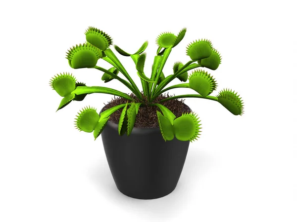 Vênus Verde Flytrap Planta Pequeno Pote Preto — Fotografia de Stock