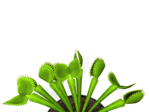 Vénus Verde Planta Flytrap Tiro Close — Fotografia de Stock