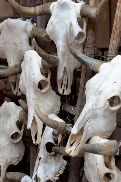 Grupo de cráneos de toro como fondo — Foto de Stock