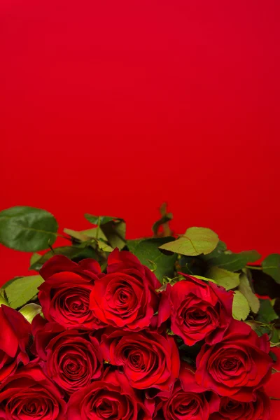 Rose rosse su sfondo rosso — Foto Stock