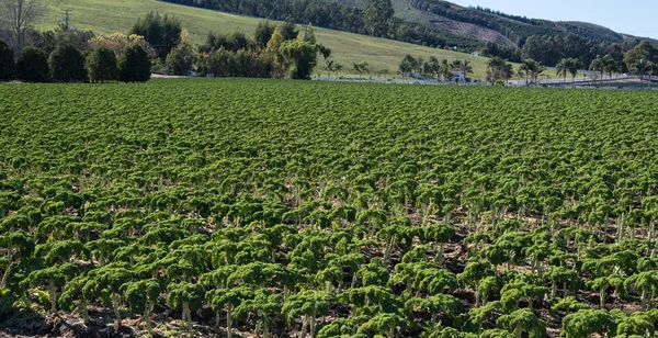 A field of broccoli stalks — Stock Photo, Image