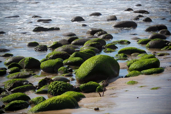 Морской пейзаж с мохом, покрытым камнями на побережье Калифорнии — стоковое фото