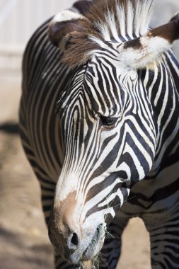 Yakın-up zebra baş