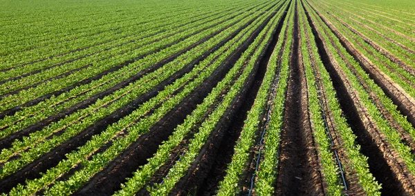 Campo agrícola no dia ensolarado — Fotografia de Stock