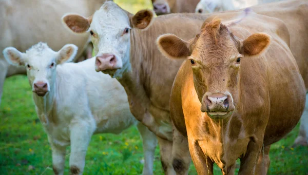 Herd of beef cattle — Stock Photo, Image