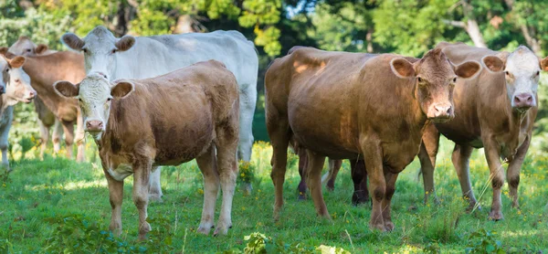 Herd of beef cattle — Stock Photo, Image