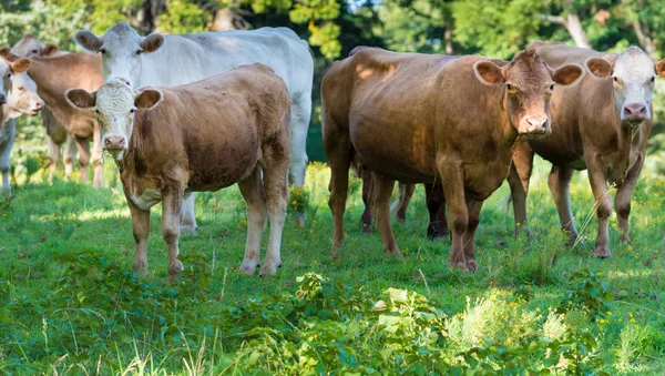 Herd of beef cattle — Stock Photo, Image