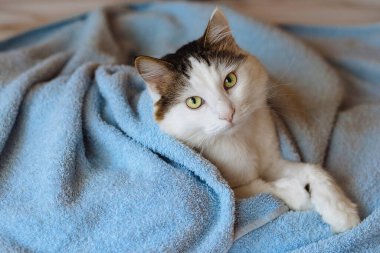 Evcil kedi beyaz benekli ve yeşil gözlü, banyodan sonra mavi kumaşa sarılmış, yatağa uzanmış ve kameraya bakıyor.