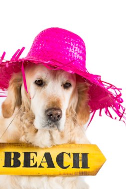 Plaj gösteren bir işaret ile Golden Retriever