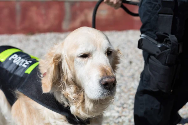 Perro policía con distintivo —  Fotos de Stock