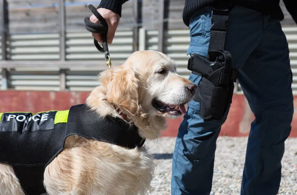 Cão de polícia com distintivo — Fotografia de Stock