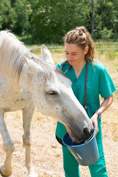 Veterinary on a farm — Stock Photo, Image