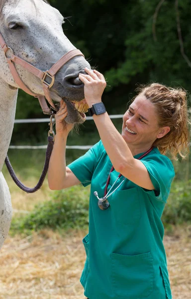 Veterinaria en una explotación — Foto de Stock