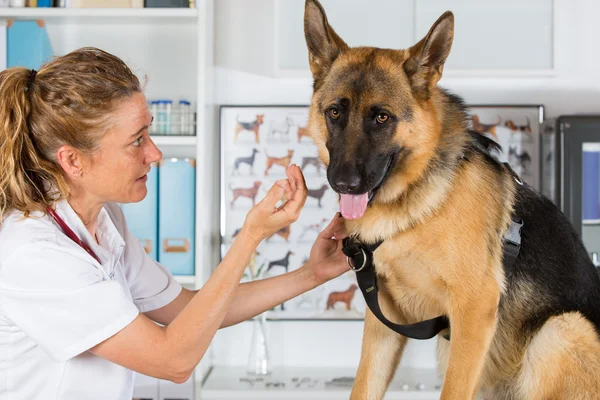 Veterinário com um cão pastor alemão — Fotografia de Stock