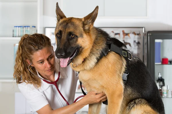 Veterinario con un perro pastor alemán — Foto de Stock