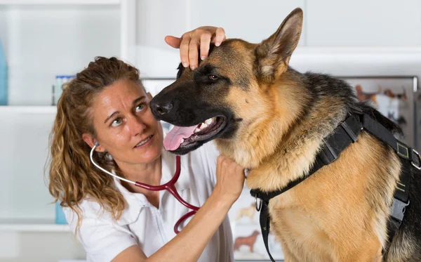 Veterinário com um cão pastor alemão — Fotografia de Stock