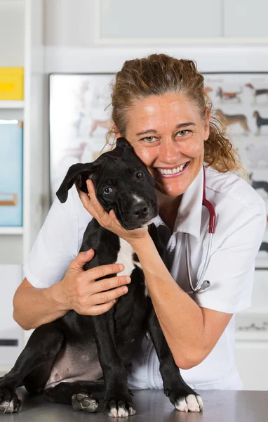 Veterinario con il suo cane americano Staffordshire — Foto Stock